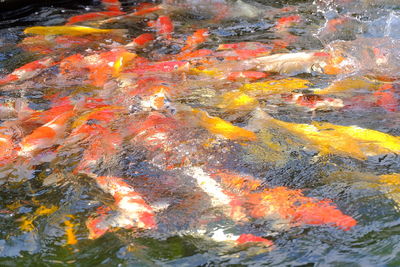 High angle view of koi carps swimming in water