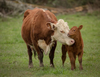 Cow with calf on pasture