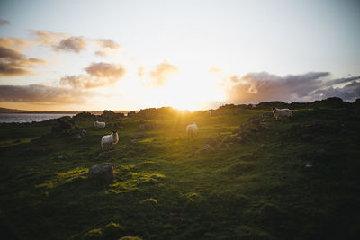 Scenic view of field against sky during sunset