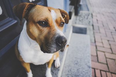 High angle view of dog standing on footpath