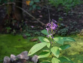Close-up of purple flower blooming outdoors