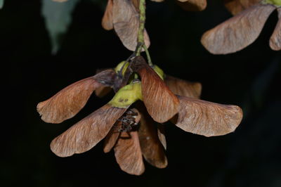 Close up of flower