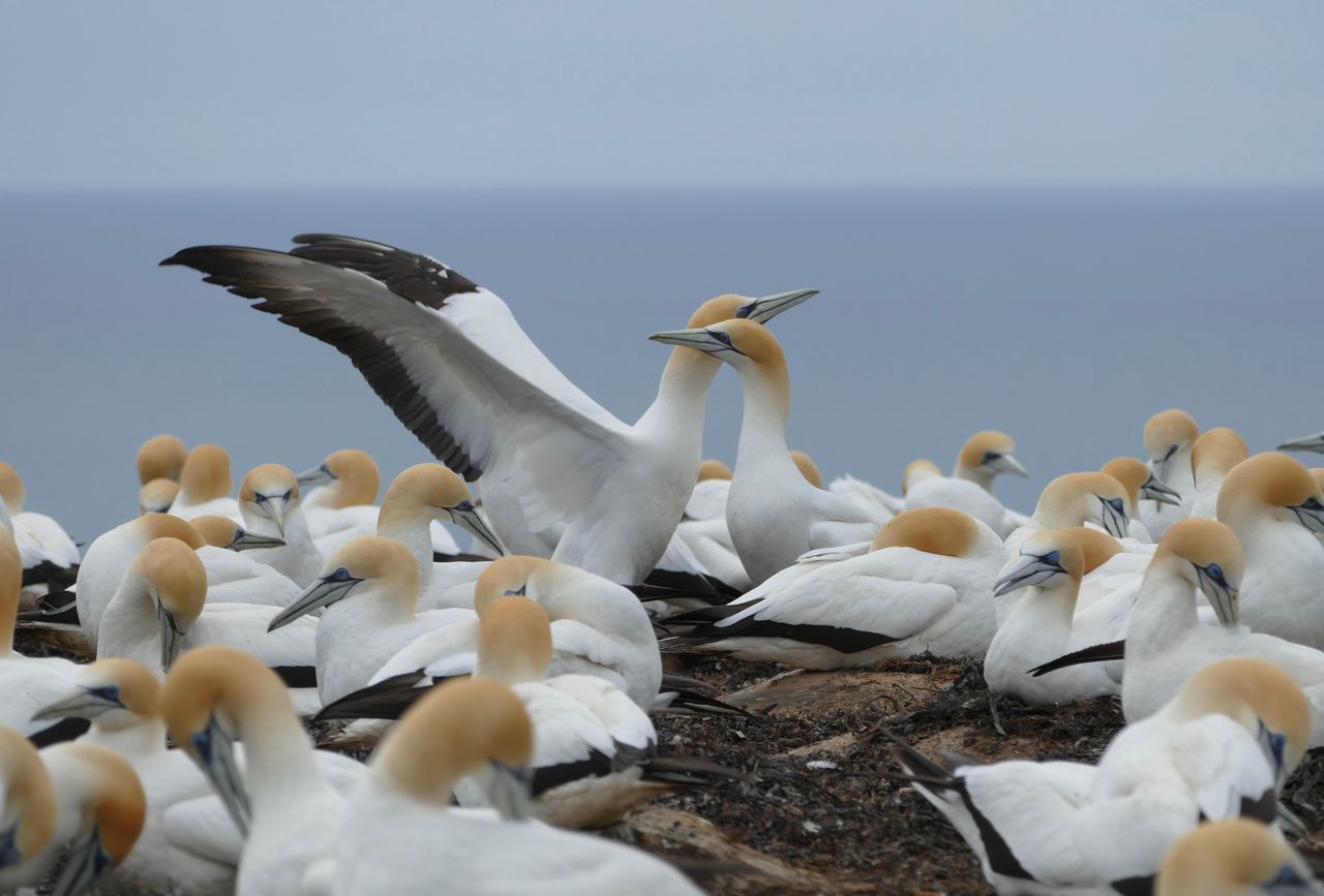 #gannet #clifton #panasonicfz1000 #NewZealand #111116