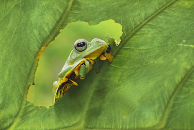 Close-up of frog on green leaves