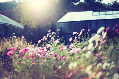 Pink flowers blooming in park