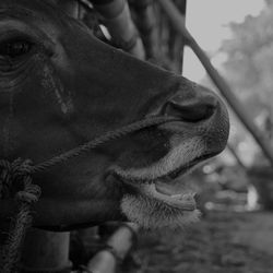 Close-up of a horse