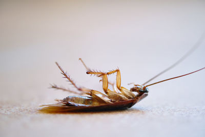 Close-up of insect on table