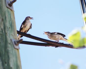 Low angle view of birds perching on tree against sky