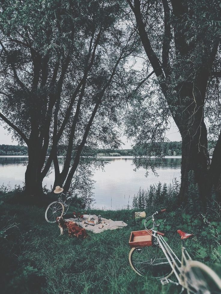 plant, tree, water, nature, no people, lake, day, transportation, tranquility, mode of transportation, trunk, tree trunk, absence, grass, growth, tranquil scene, beauty in nature, nautical vessel, outdoors