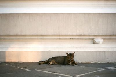 Portrait of cat sitting on floor against wall