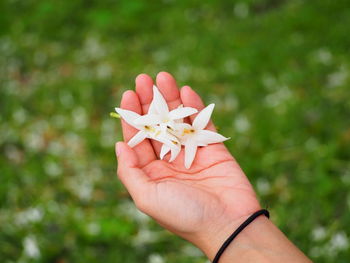 Close-up of hand holding plant