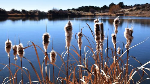 Plants growing on field by lake against sky