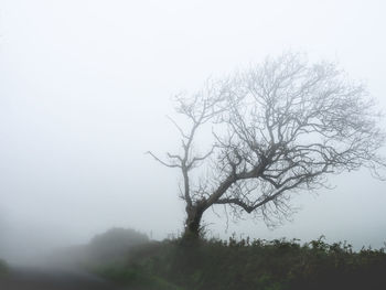 Bare tree against sky during foggy weather