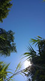 Low angle view of trees against blue sky