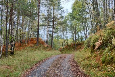 Narrow pathway along trees in the forest