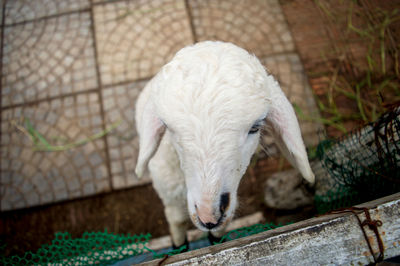 High angle view of goat