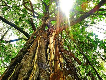 Low angle view of trees in forest against sky