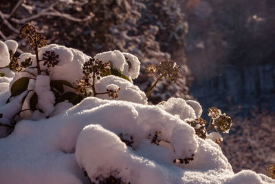 Close-up of snow covered plants on land