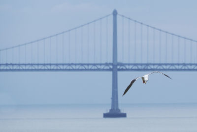 Seagull on suspension bridge over sea against sky