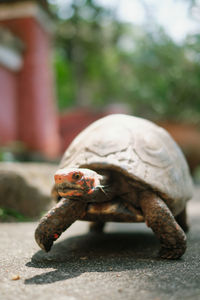 Close-up of a small turtle against green background