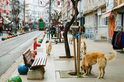 Dogs running down the street 