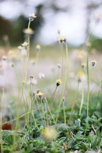 Close-up of flowers growing in field