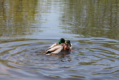 Ducks floating on water