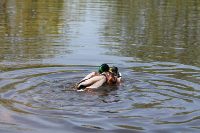 Ducks floating on water