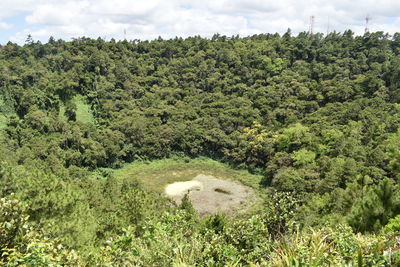 Plants growing on land