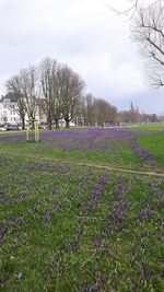 Purple flowering plants on field against sky
