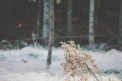 Close-up of dry plant against trees during winter