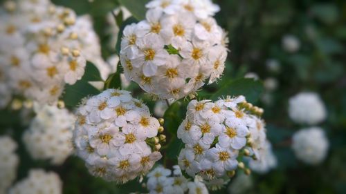 Close-up of white flowers