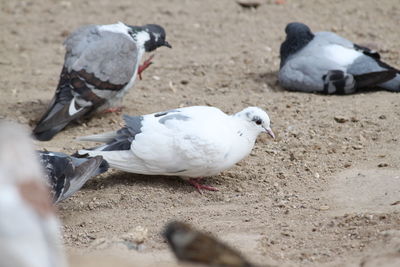 High angle view of pigeons on field