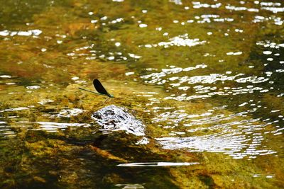 High angle view of duck swimming in lake