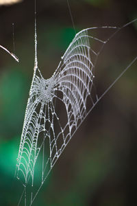 Spider web.morning light