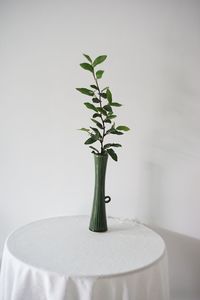 Close-up of plant on table against white background