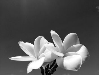 Close-up of white flower against black background