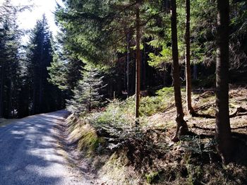 Pine trees in forest