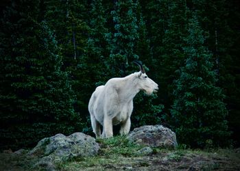 Mountain goat on rock in forest