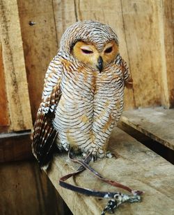 Close-up of owl perching on wood