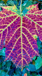 Close-up of leaves during autumn