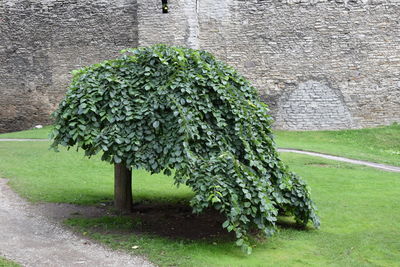 Plant growing on field against wall