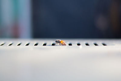 Close-up of spider