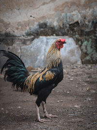 Side view of a duck