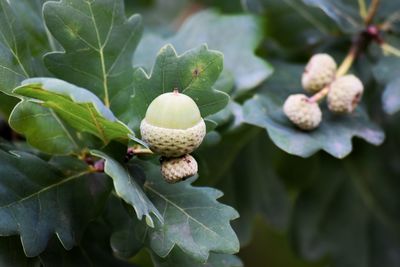 Close-up of plant growing on tree