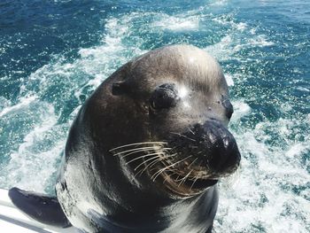 High angle view of sea lion