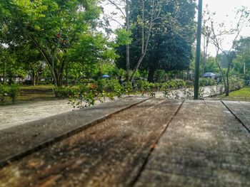 Trees by plants against sky