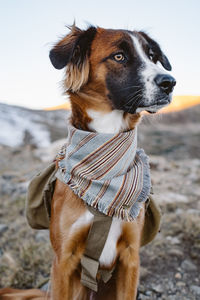 Close-up of dog looking away on field