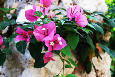 Close-up of pink flowers