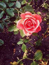 Close-up of pink rose